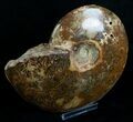 Wide Polished Cleoniceras Ammonite #5808-2